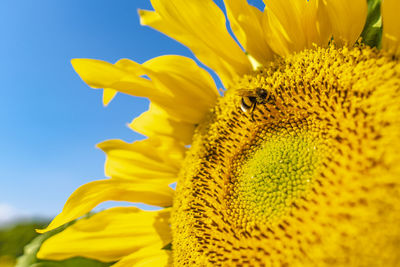 Bumblebee pollinates sunflower macro photography on a summer day. bombus covered in sunflower pollen