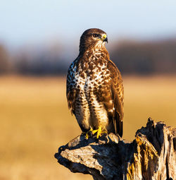 Close-up of owl perching on rock