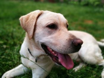 Close-up of yellow labrador sticking out tongue while relaxing on grassy field