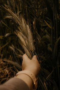 Low section of person holding plant