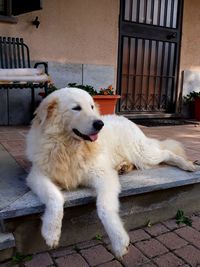 Portrait of white dog relaxing outside house