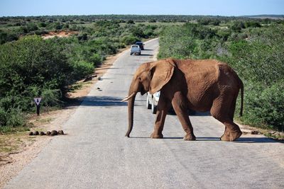 Elephant crossing road by cars amidst plants