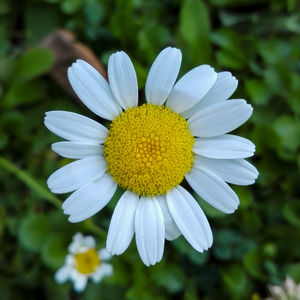 Macro shot of white daisy flower