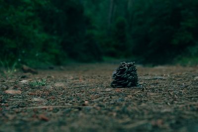 Close-up of pine cone on field