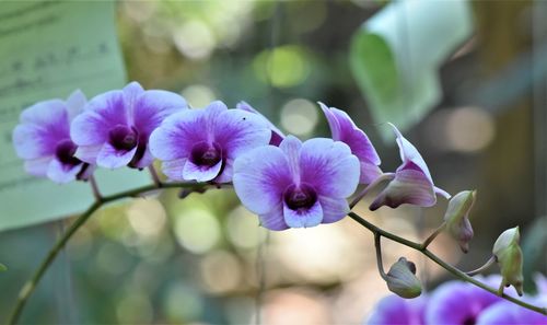 Close-up of purple flowering plant