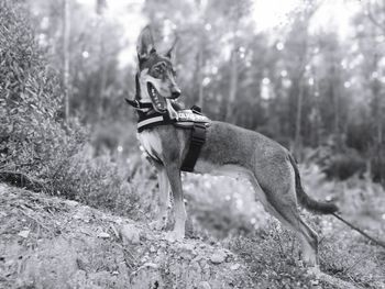 Dog looking away on tree