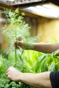 Chef holding herb plant at restaurant vegetable garden
