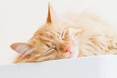 Close-up of cat sleeping