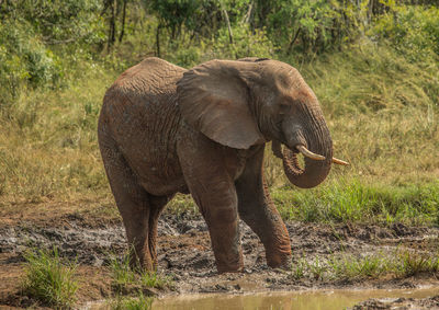 Elephant in a forest