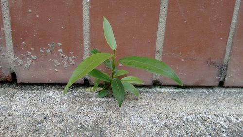 Close-up of plant