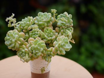 Close-up of potted plant