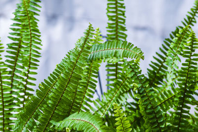 Close-up of fern leaves