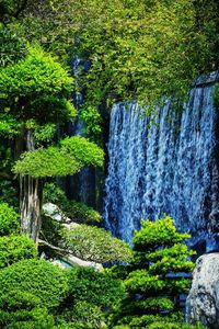 Close-up of grass by trees against sky