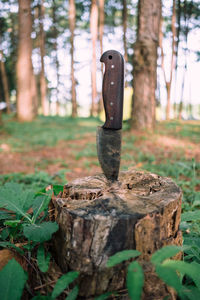 Close-up of tree trunk in forest