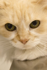 Close-up portrait of cat