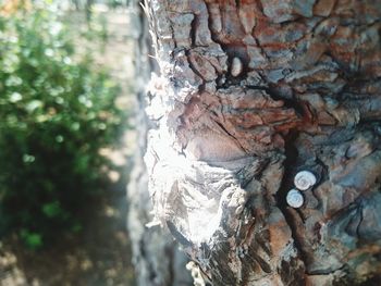 Close-up of tree trunk in forest