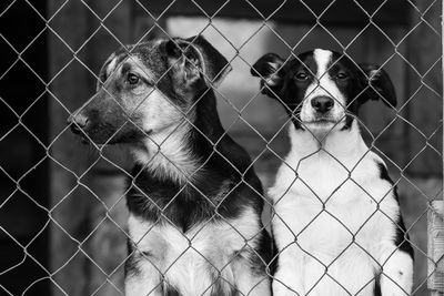 Portrait of dog seen through chainlink fence