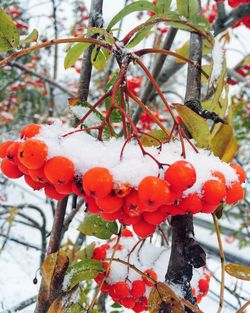 Close-up of red berries on tree