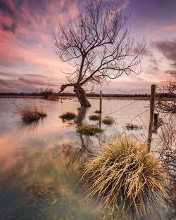 Bare tree and grass in lake against sky during sunset