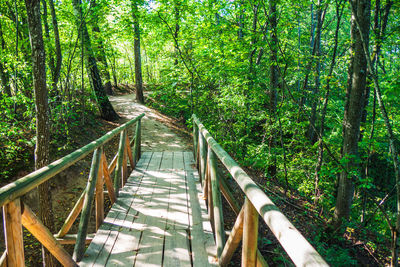 Wooden bridge disappearing into the depths of forest. hiking trail in forest. forest walking path.