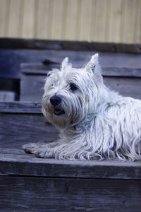 White yorkshire terrier relaxing on wooden steps