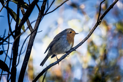 Close-up of bird perching on branch