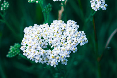 Close-up of white flowering plant in park