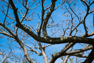 Low angle view of bare tree against clear blue sky