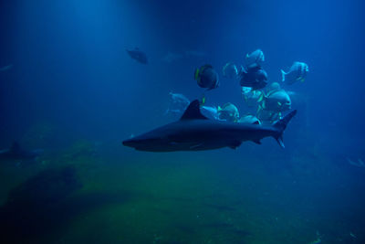 Shart and other sea fishes in aquarium, sea life