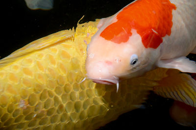 Close-up of fish swimming in water