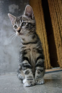 Portrait of cat sitting outdoors