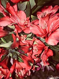 Close-up of red flowers blooming outdoors