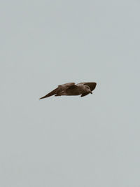 Low angle view of bird flying in sky