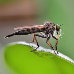 Close-up of insect on leaf