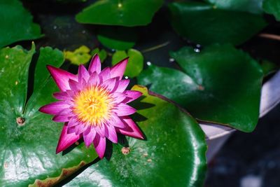 Close-up of lotus water lily in pond