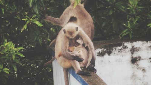 Monkey sitting on a tree