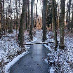 Snow covered trees in forest