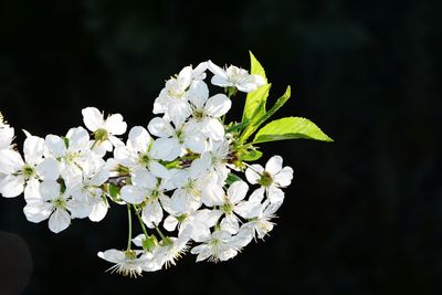 Close-up of white flowering plant against black background