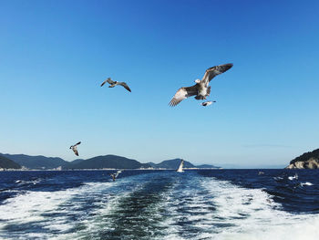 Seagulls flying over sea against clear blue sky