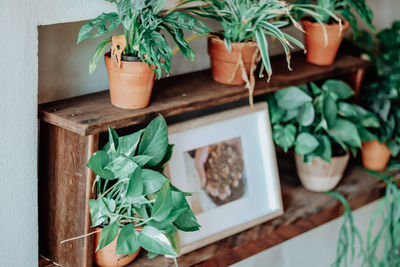 High angle view of potted plants on table