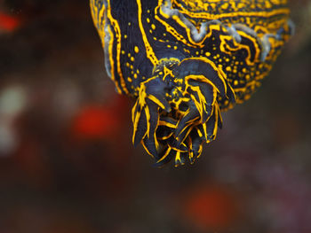 Close-up of yellow leaf