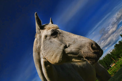 Close-up of an animal