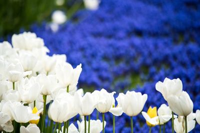 Close-up of fresh white flowers blooming outdoors