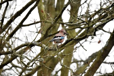 Low angle view of bird perching on tree