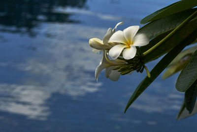 Close-up of white flowering plant