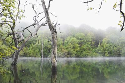 Scenic view of lake in forest
