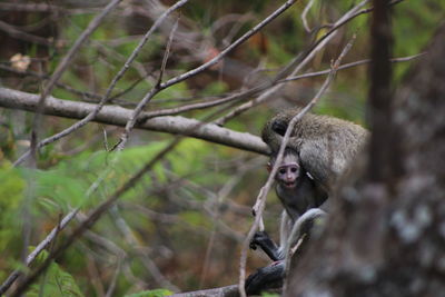 Close-up of monkey on tree branch