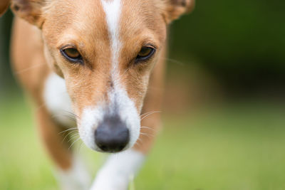 Portrait of dog walking on field