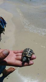 Cropped hand holding turtle at beach