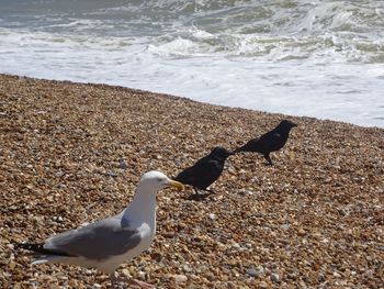 View of seagull on beach